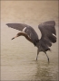 Reddish-Egret;Egret;Foraging;Egretta-rufescens;feeding-behavior;one-animal;close
